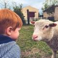 Ferme peda