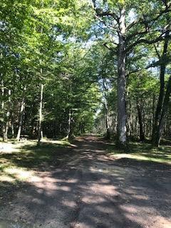 Foret communale