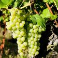 Vignes